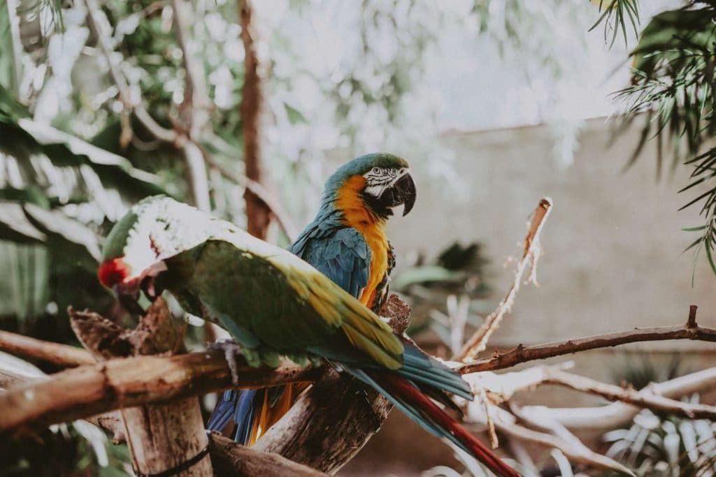 A Pet Parrot perched and alert