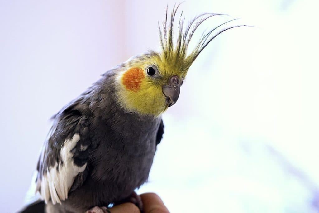 Senior & Special Needs Bird Care