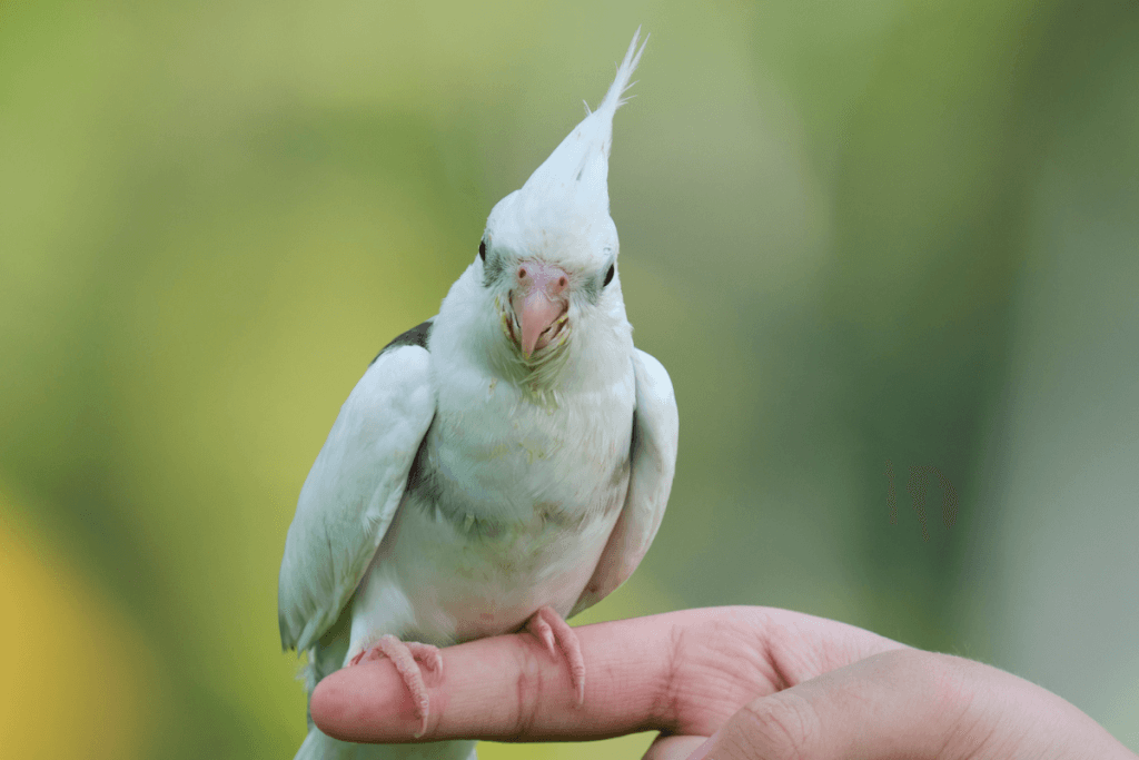A Pet Parrot in flight