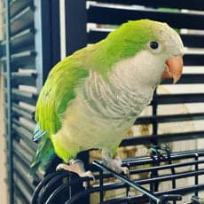 Socialization & Multi-Bird Living