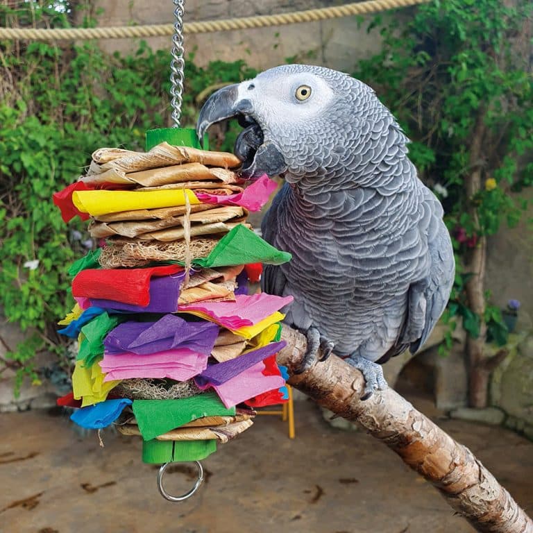 Enrichment & Play