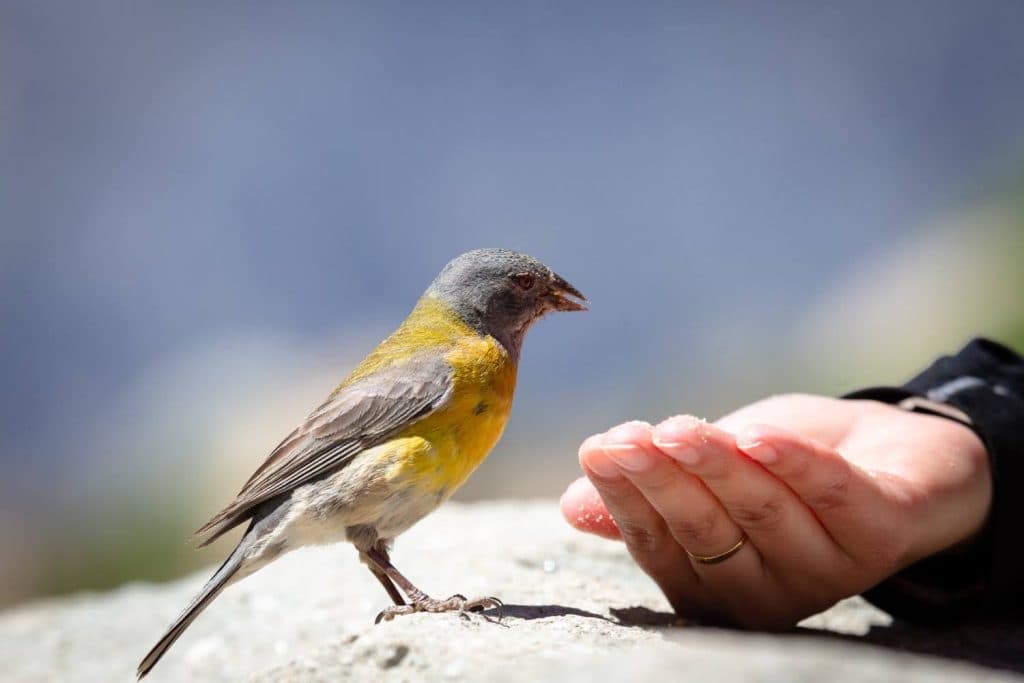 Bird Health & First Aid