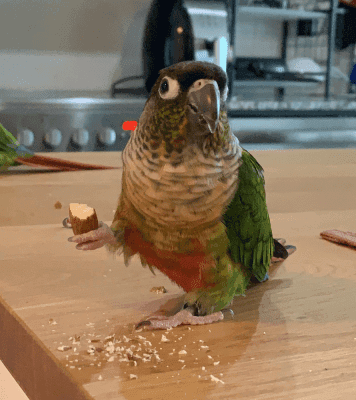 A Pet Parrot perched and alert