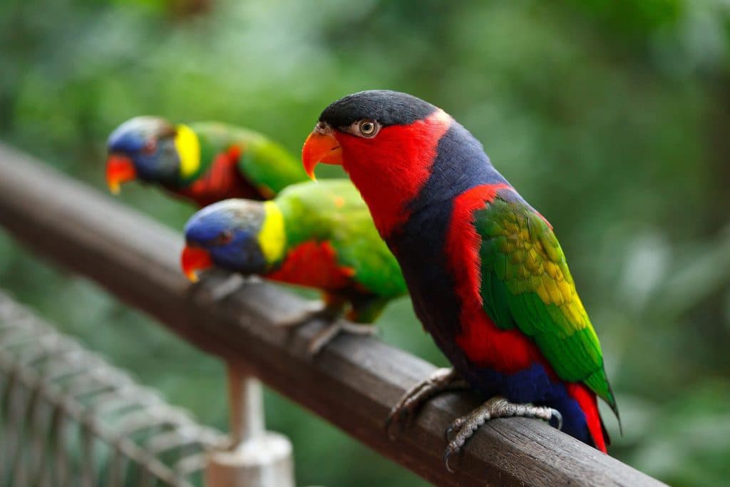 Bird Care 101