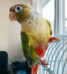 A Pet Parrot perched and alert