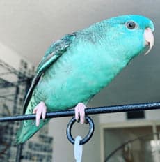 A Pet Parrot in flight