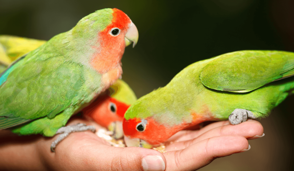 A Pet Parrot perched and alert