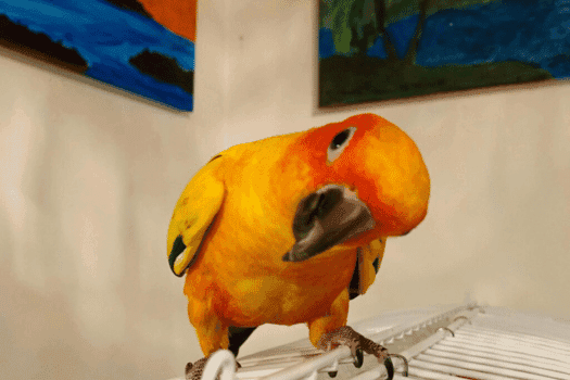 A Pet Parrot perched and alert