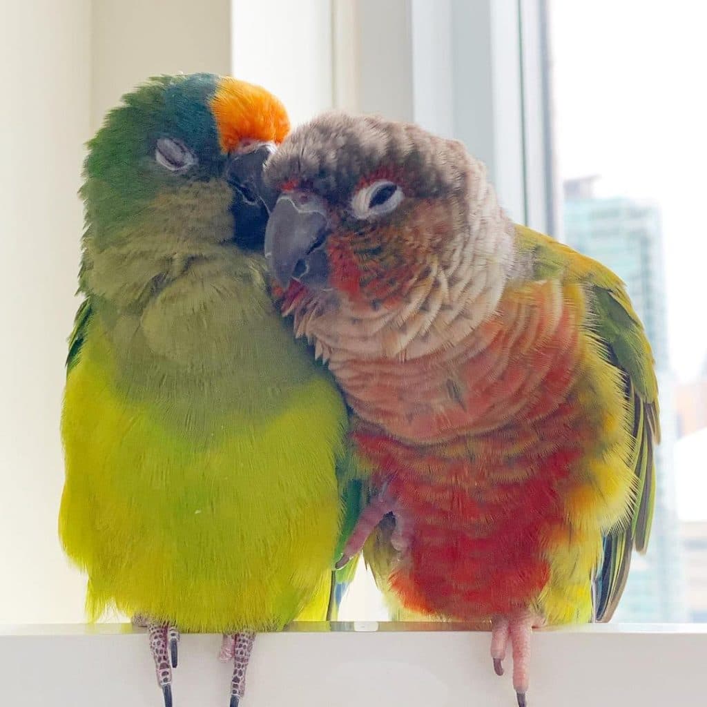 A Pet Parrot perched with another bird