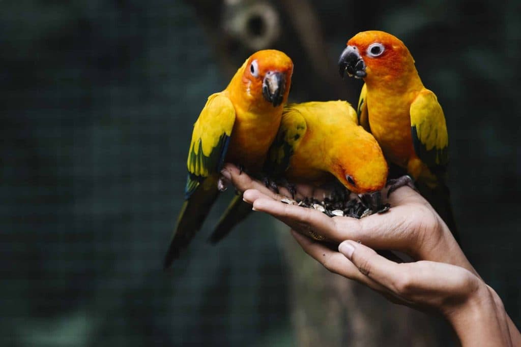 Complete Bird Training