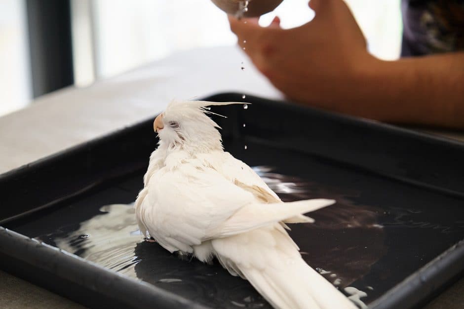 A Pet Parrot bathing in water