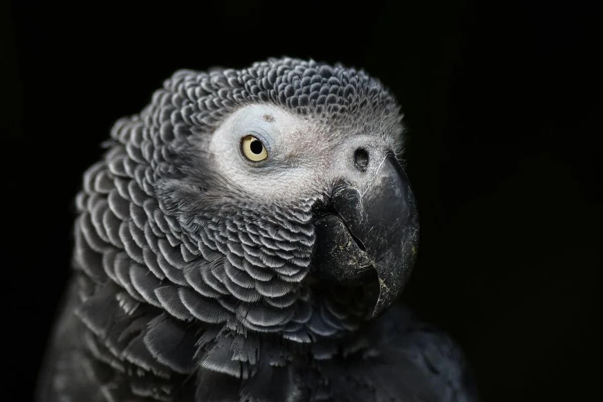 An African Grey being checked over