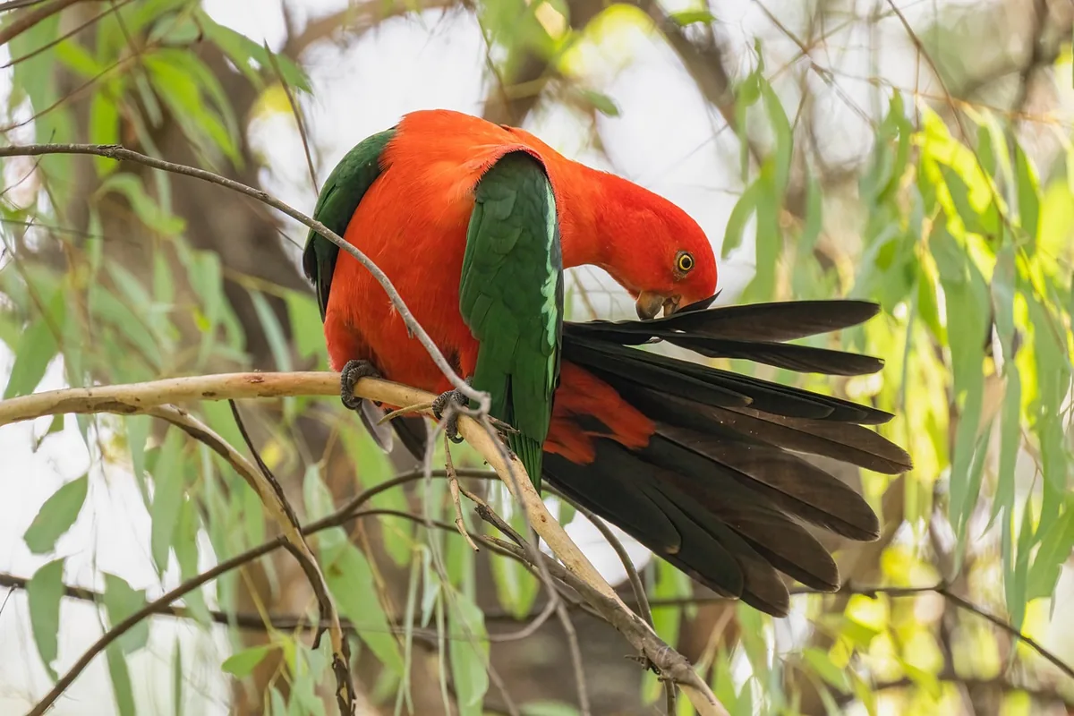 A Pet Parrot preening its feathers