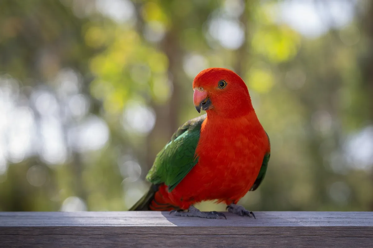 A Pet Parrot perched and alert