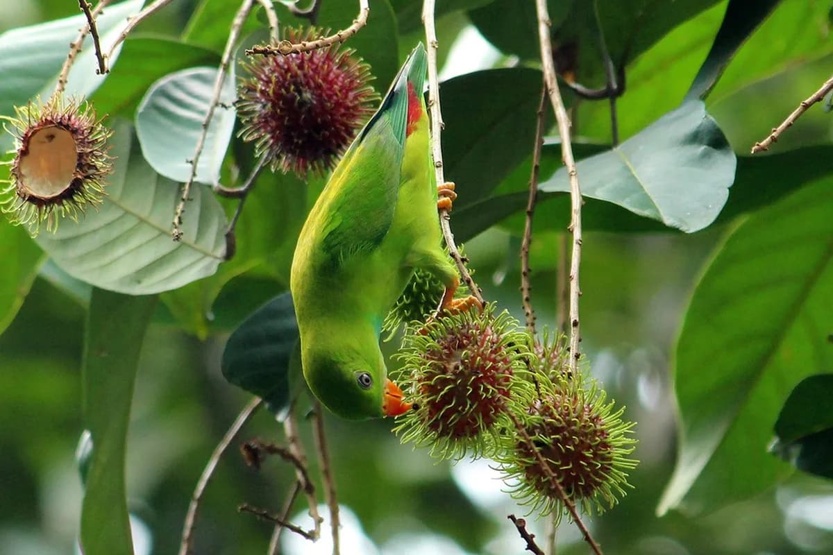 A Pet Parrot eating fresh food