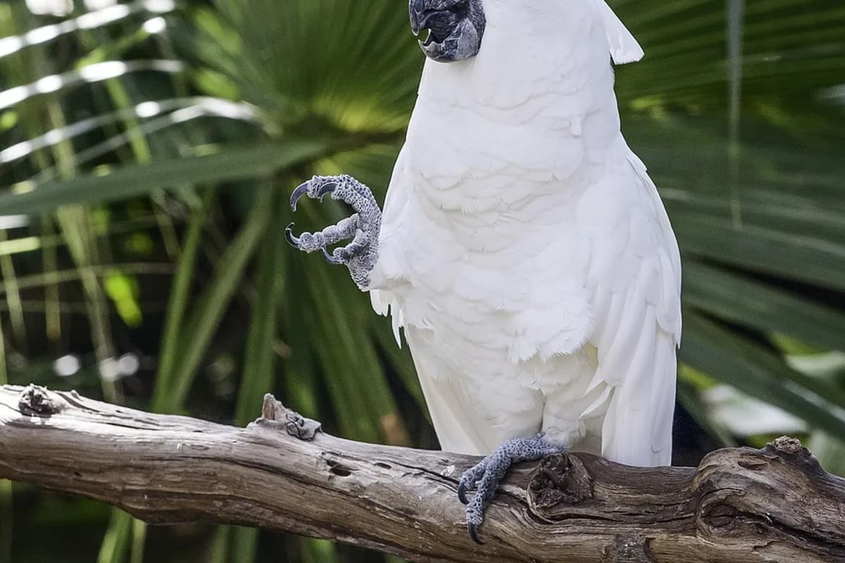 A Pet Parrot perched and alert