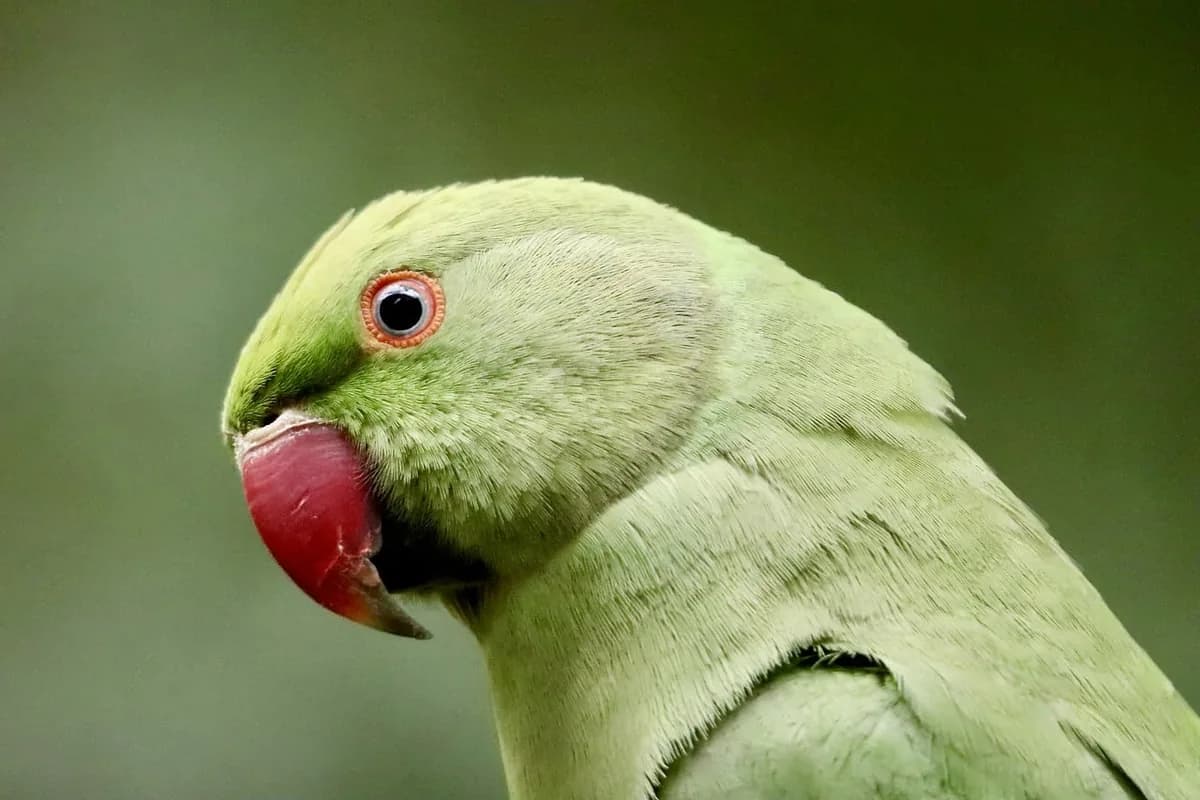 A Parakeet perched and alert