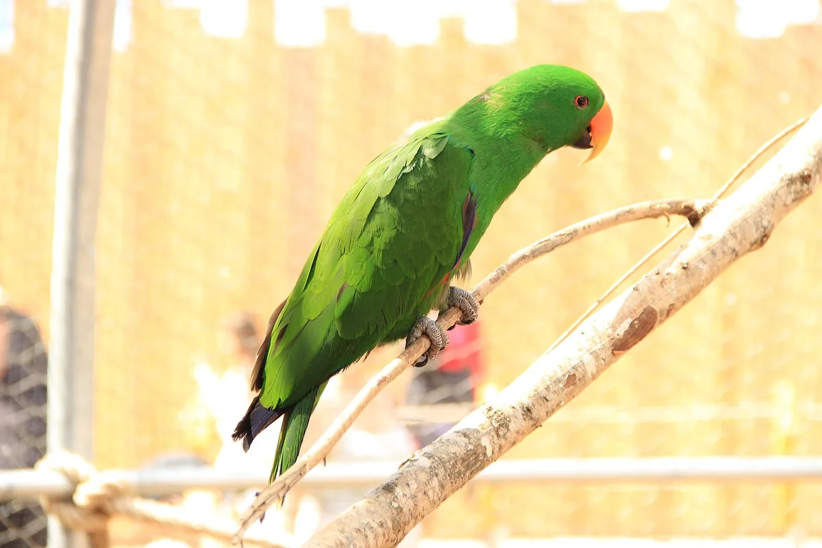 A Pet Parrot perched and alert