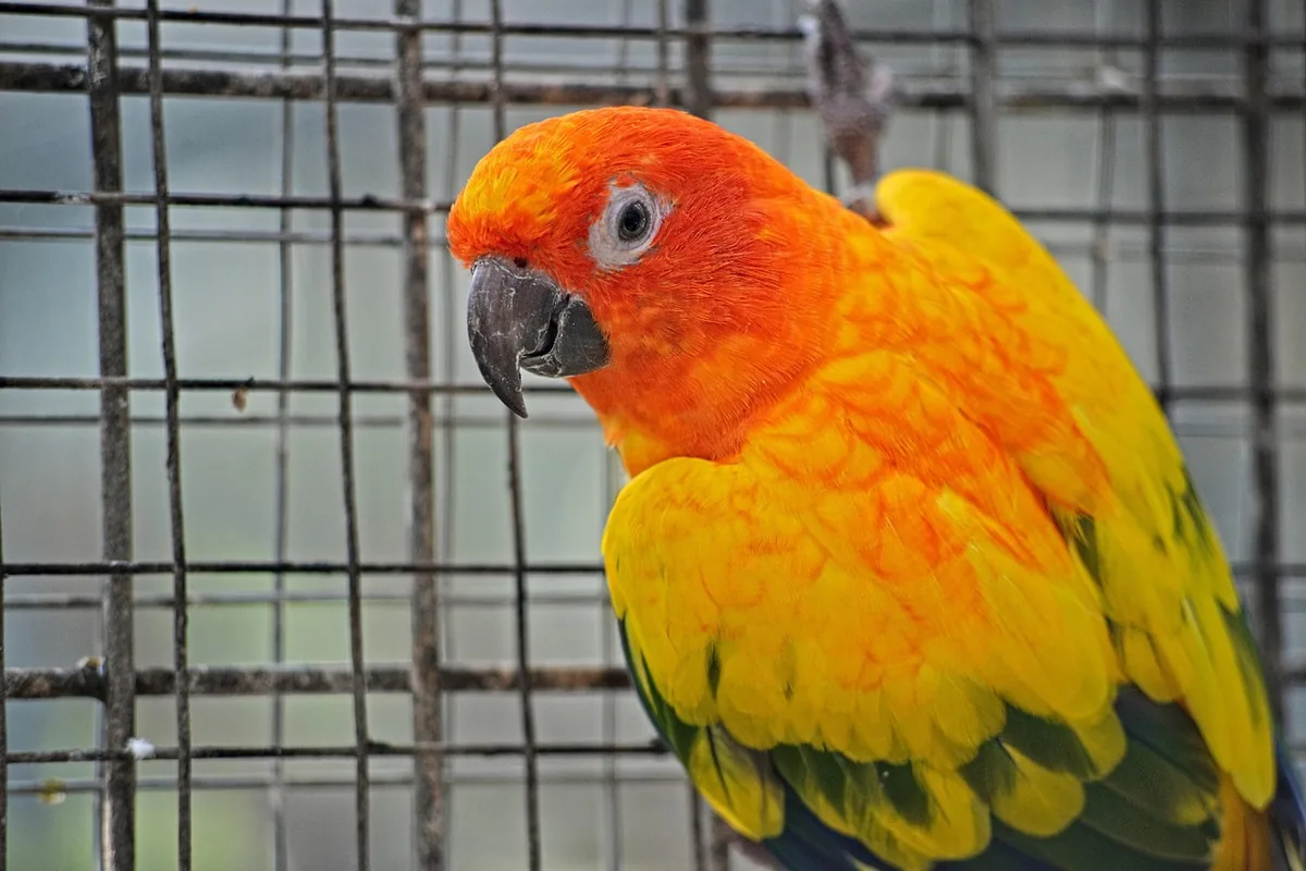 A Pet Parrot perched and alert