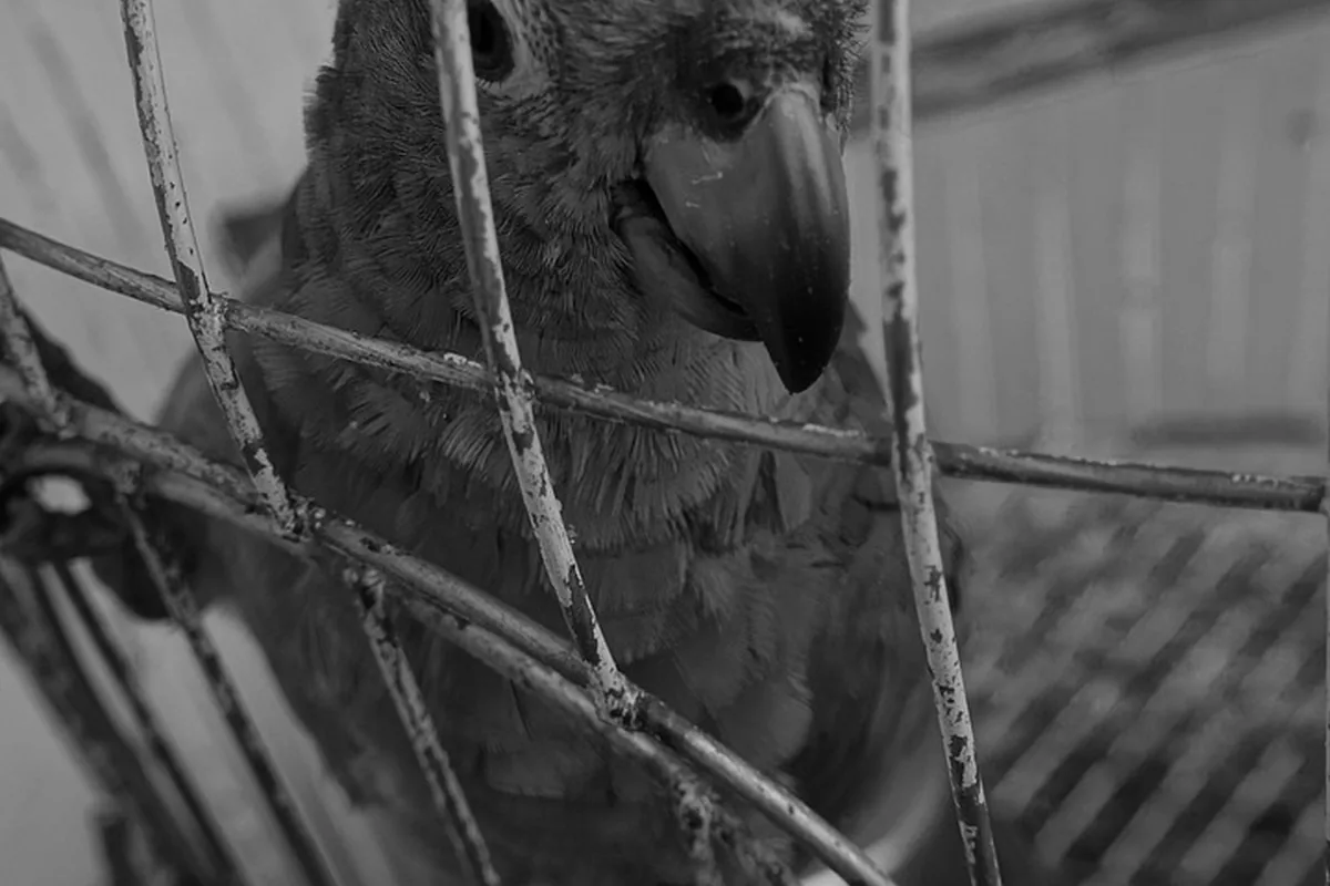 A Pet Parrot perched and alert