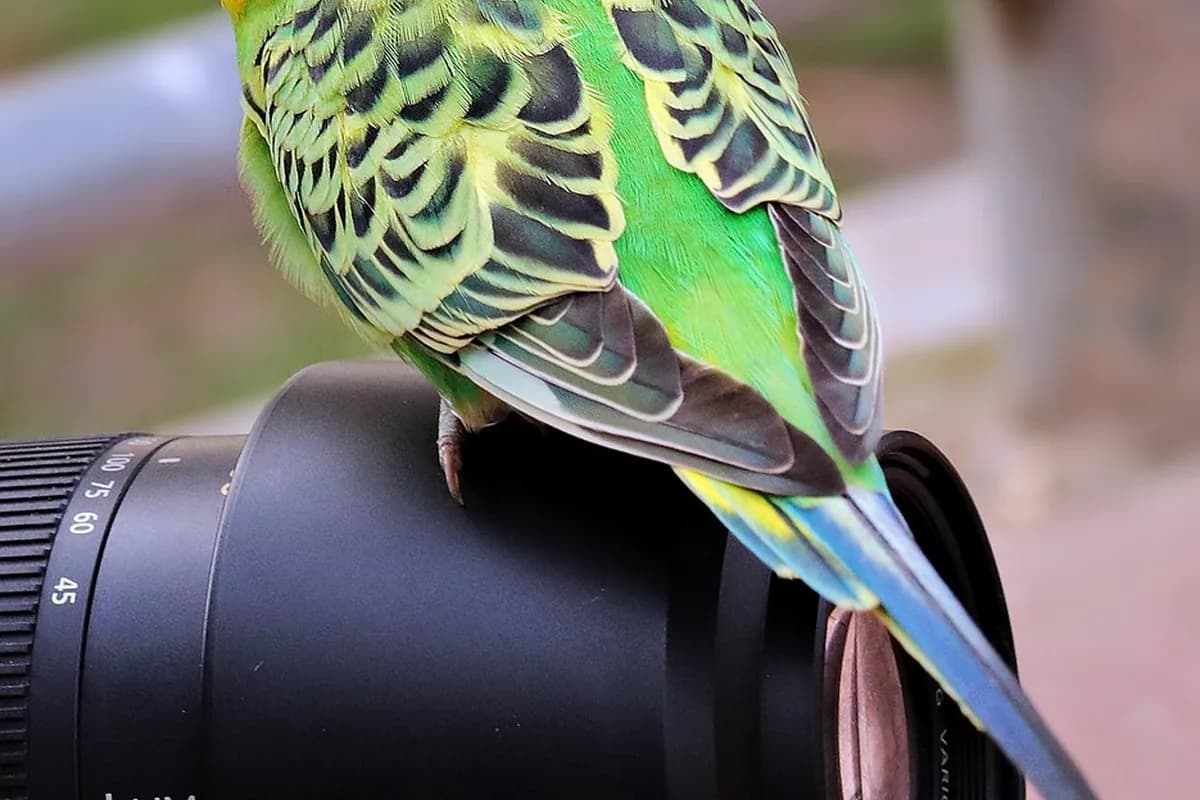 A Budgie perched and alert