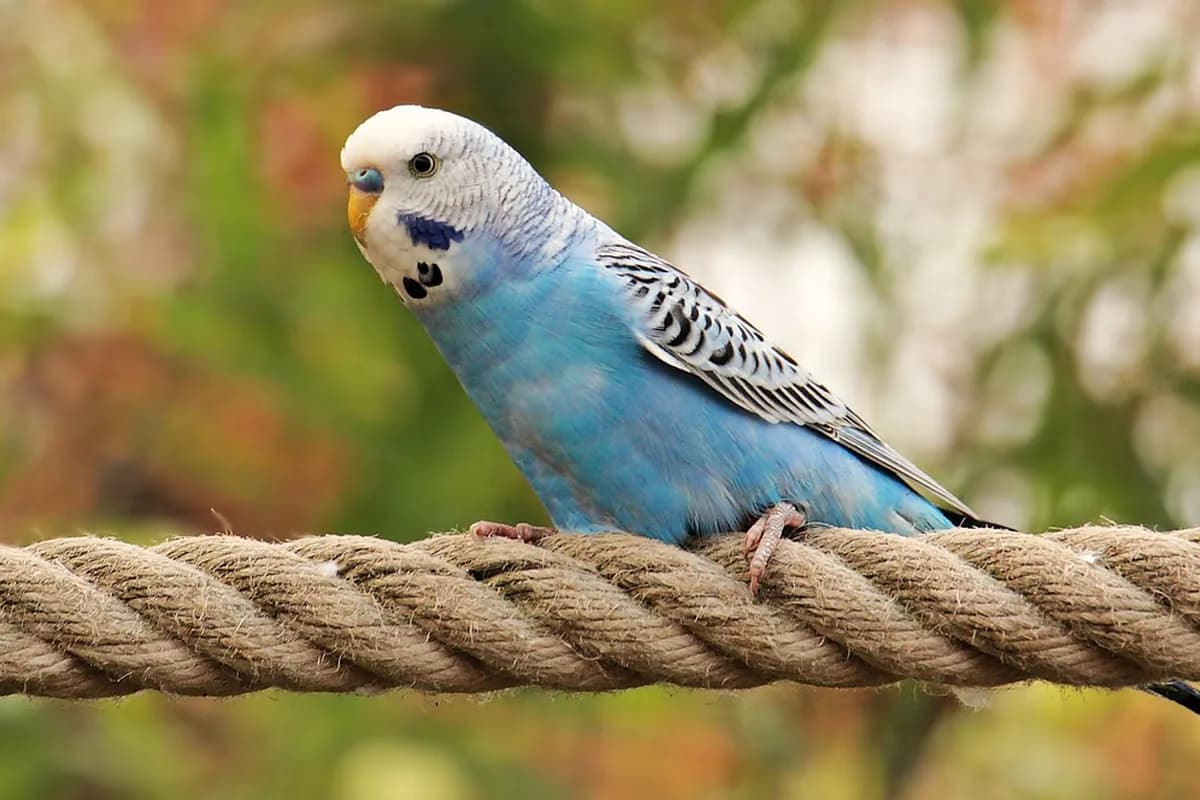 A Budgie stepping up onto a hand