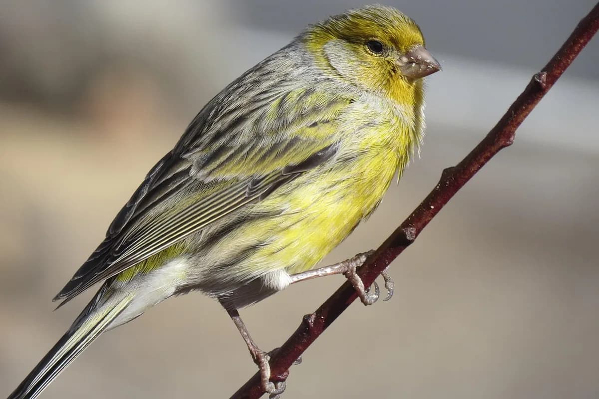 A Canary eating fresh food