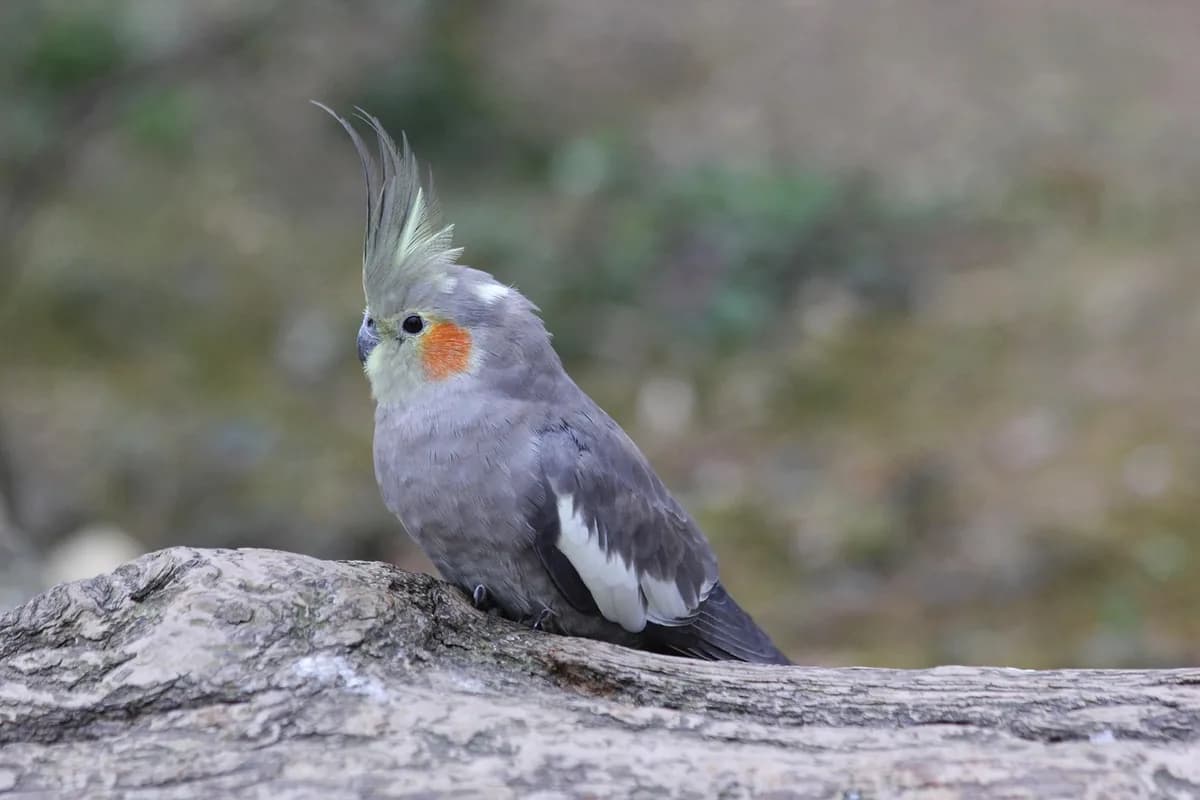A Cockatiel perched and alert