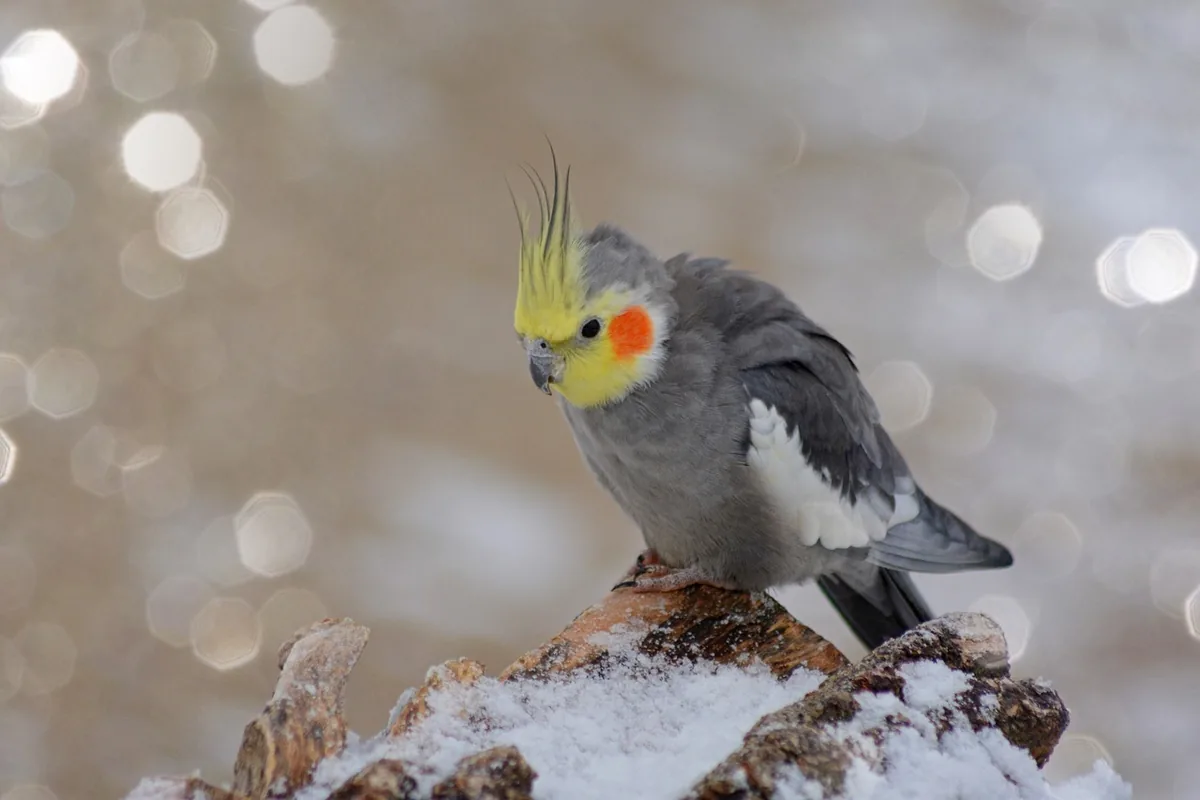 A Cockatiel eating fresh food
