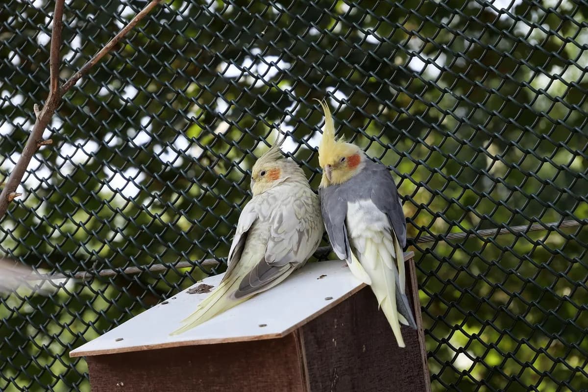 A Cockatiel stepping up onto a hand