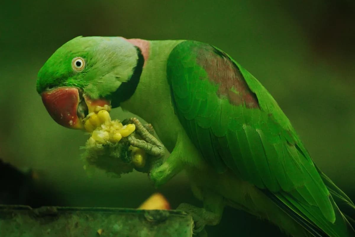 A Pet Parrot eating fresh food