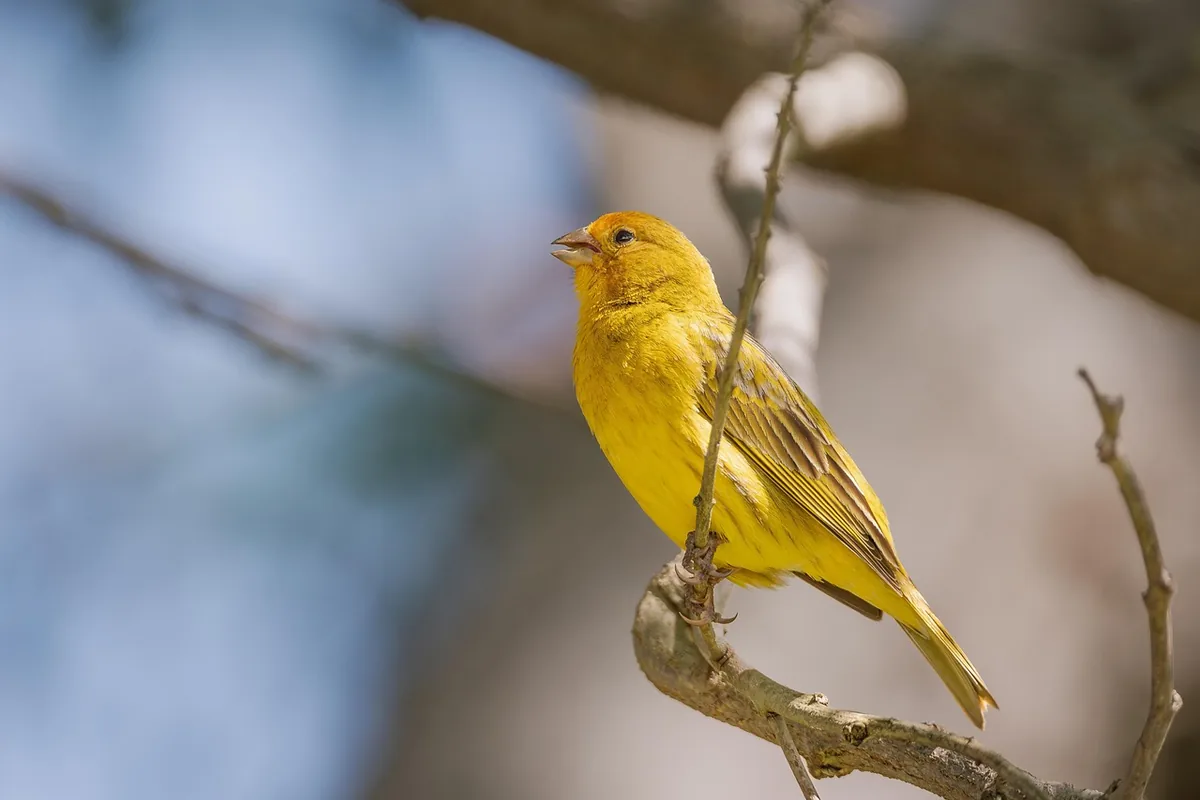 A Finch perched and alert