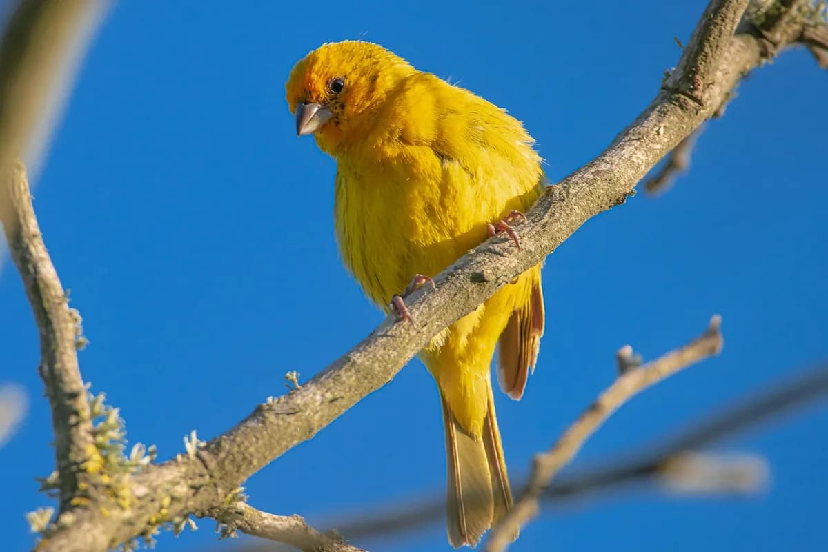 A Finch being checked over