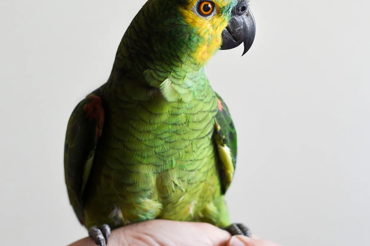 A Pet Parrot stepping up onto a hand