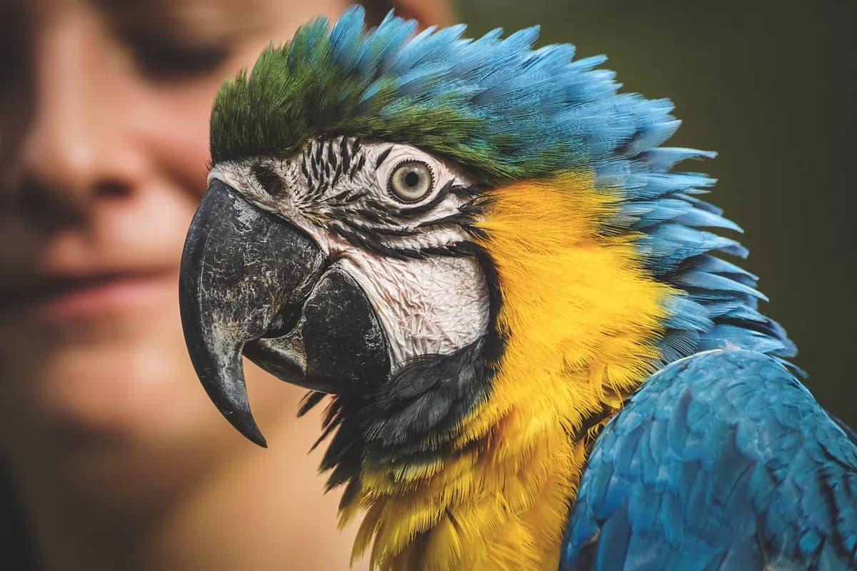 A Pet Parrot being checked over