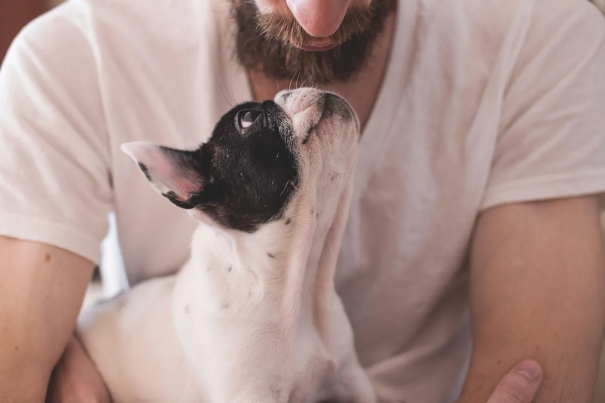 A Pet Parrot perched and alert