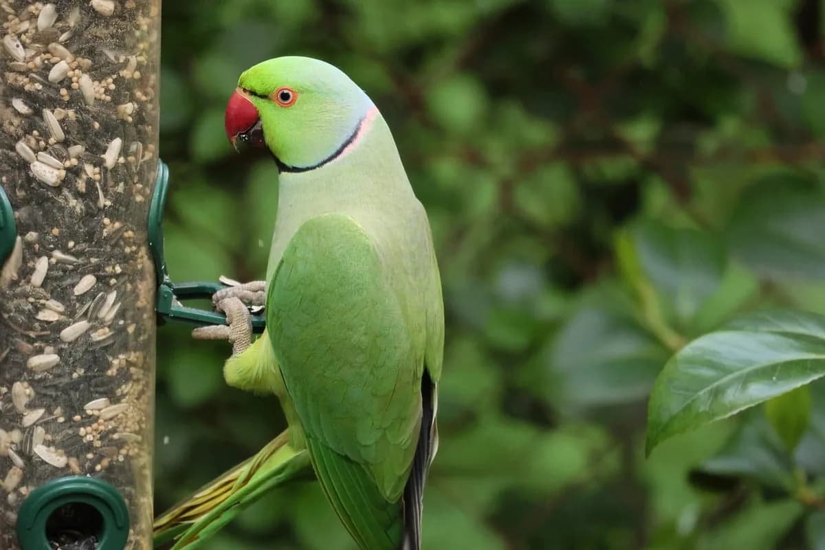 A Pet Parrot foraging