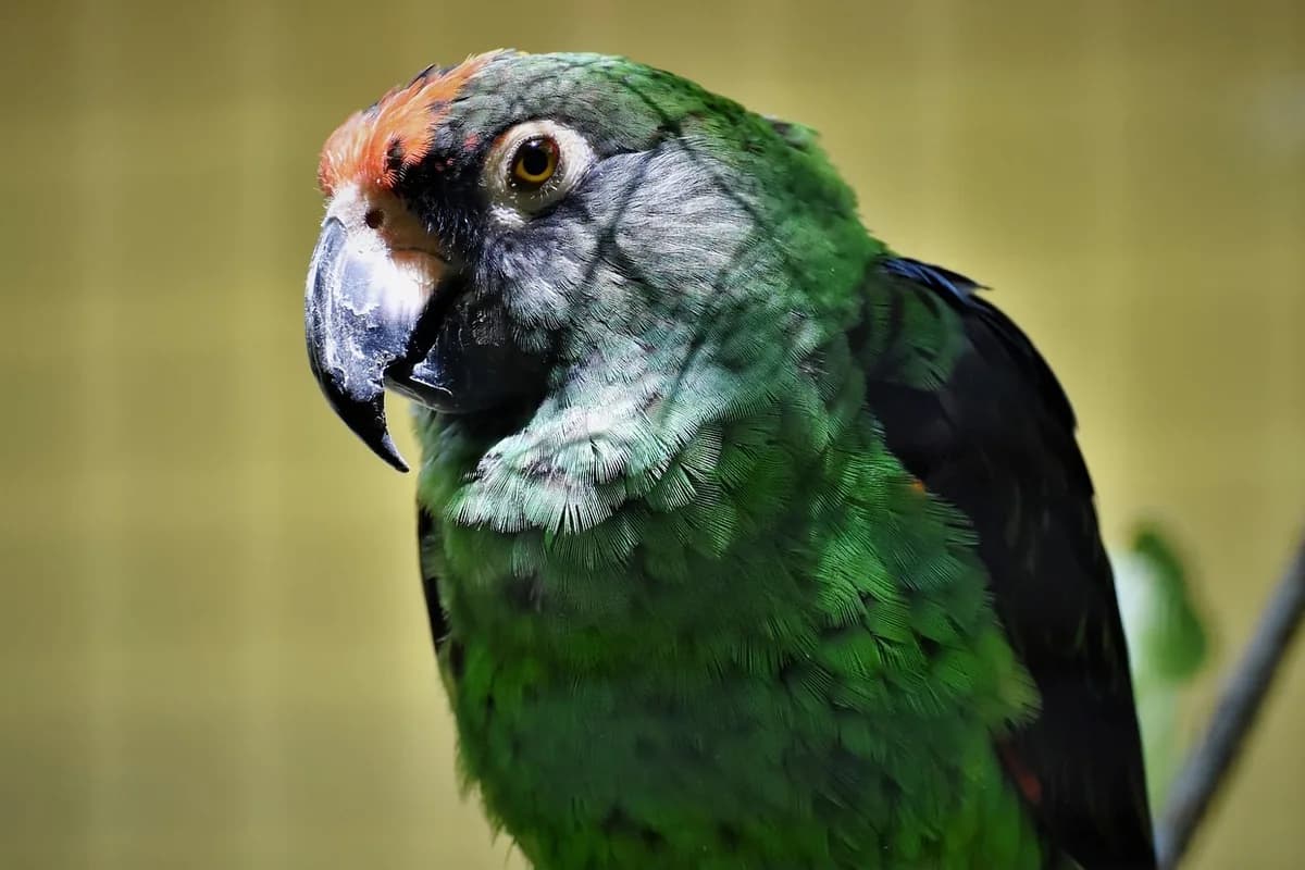 A Pet Parrot perched and alert