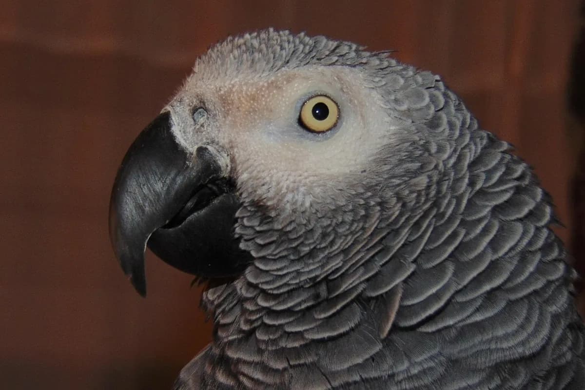 A Pet Parrot calling
