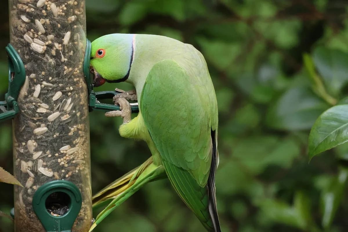 An Indian Ringneck perched and alert