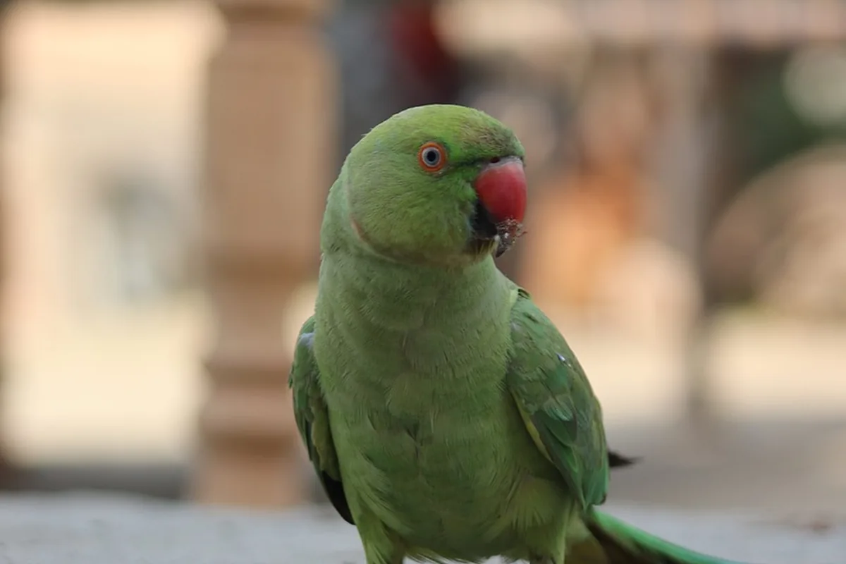 An Indian Ringneck eating fresh food