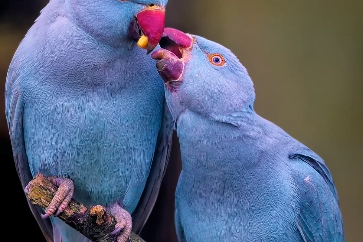An Indian Ringneck stepping up onto a hand