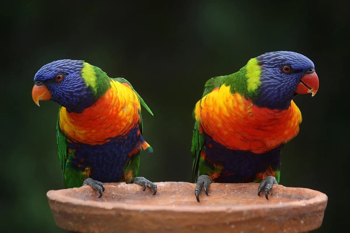 A Pet Parrot perched and alert