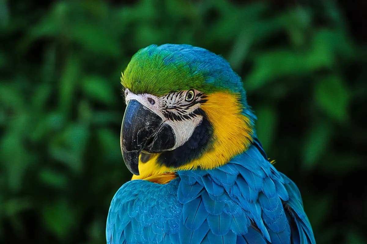 A Macaw perched and alert
