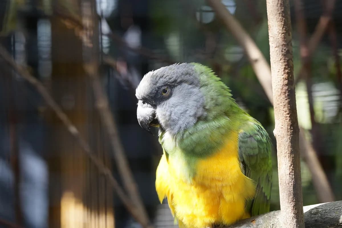 A Pet Parrot perched and alert