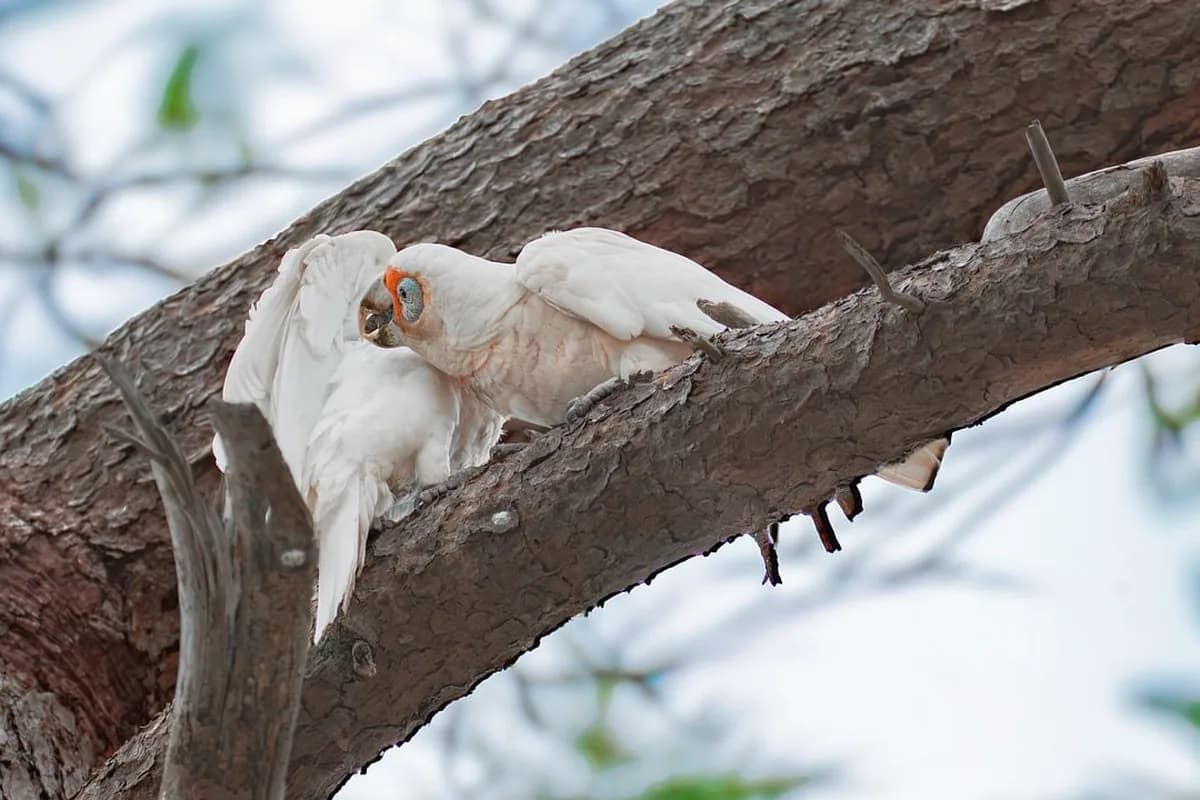 A Pet Parrot perched with another bird