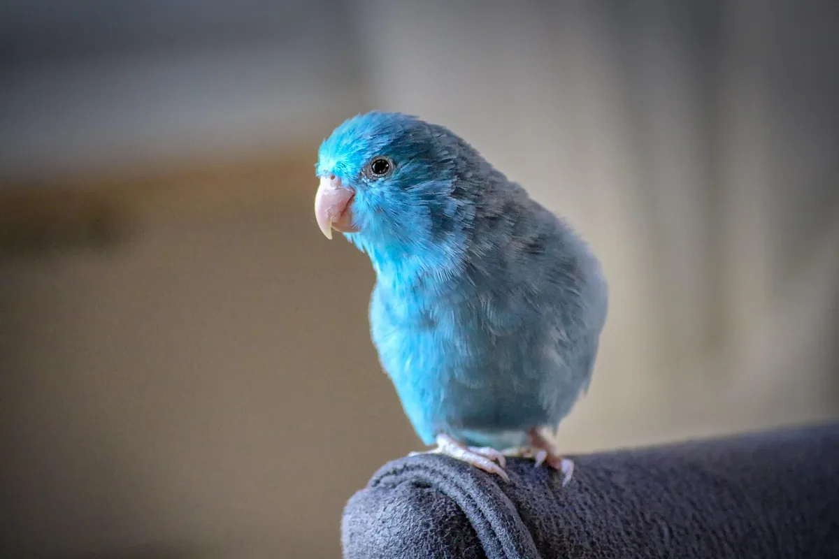 A Parrotlet being checked over