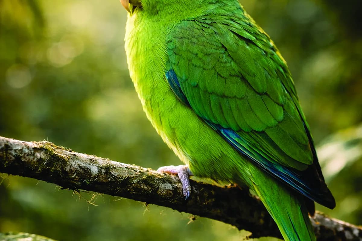 A Parrotlet eating fresh food
