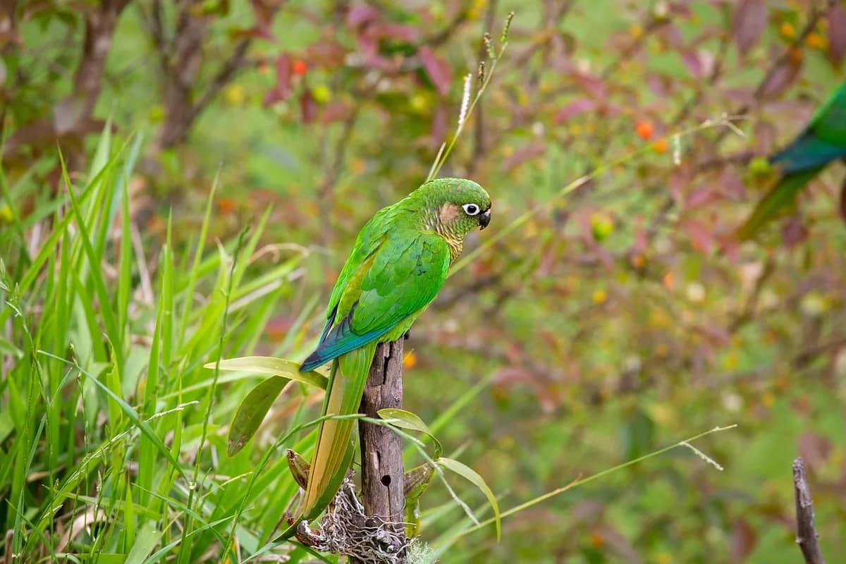 A Pionus perched and alert