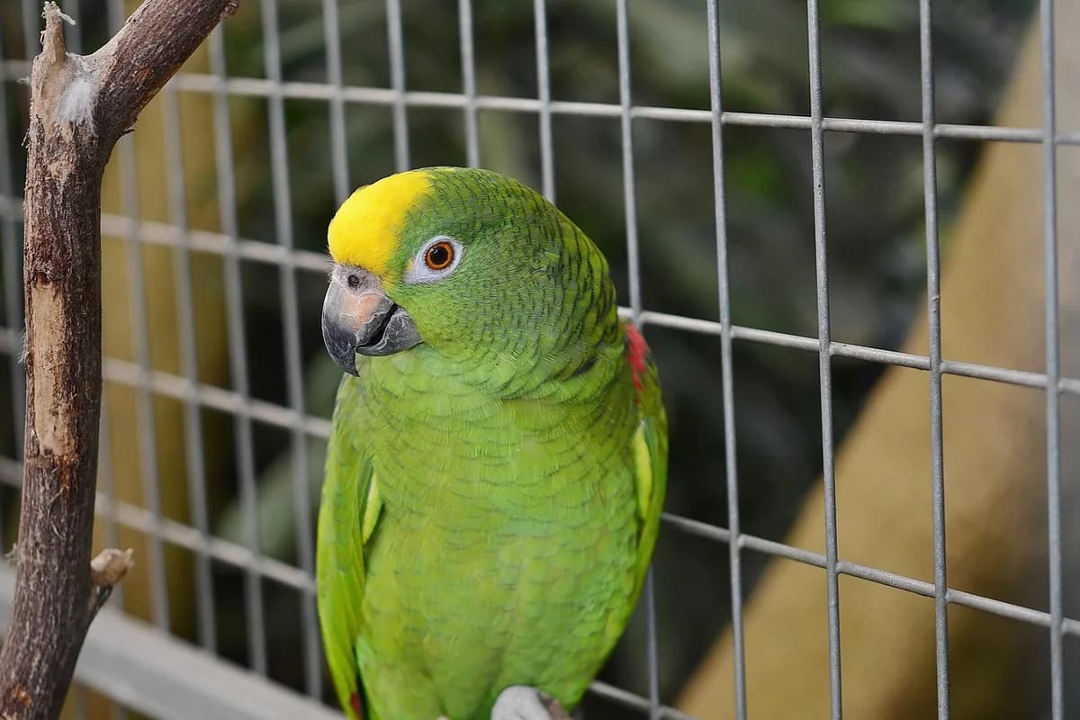 A Pet Parrot perched and alert